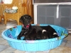 Bonnie & Pups