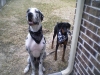 backyard-2