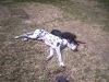 backyard-cuddling