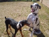 buddies