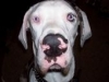 louie2