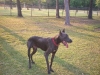 moose2