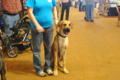 Fort Bend Dog Show 1/23/10 - 1/24/10