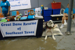 New Dawn Pet Rescue Benefit 11/08/09