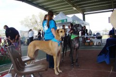 Paws in the Park 2010