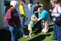 Pet Paradise Mardi Gras 2/6/10