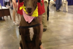 Reliant Dog Show 2013 7/18/13 - 7/21/13