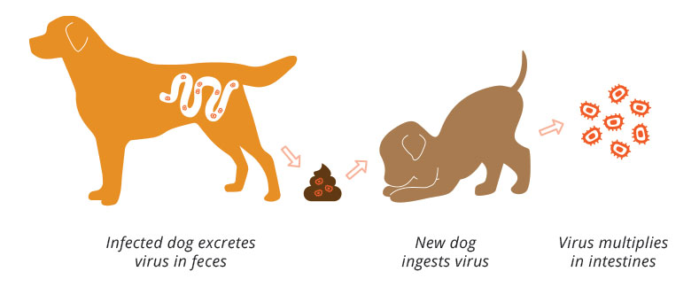 Canine parvovirus hot sale in humans